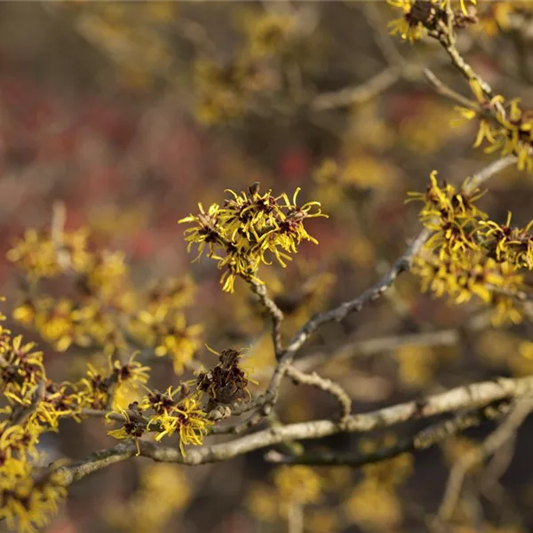 Hamamelis intermedia 'Westerstede'