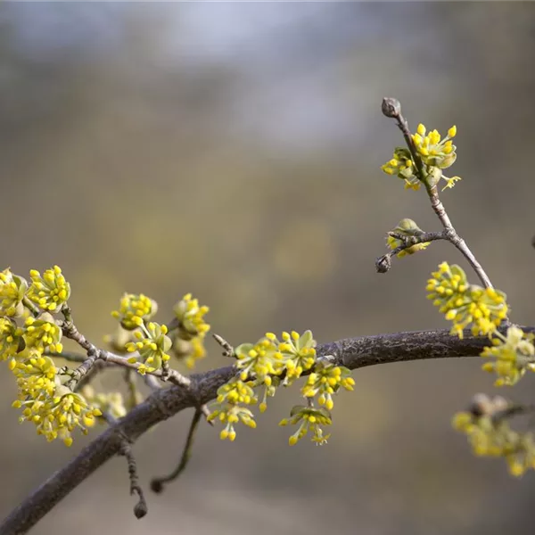 Kornelkirsche 'Aurea'