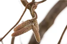 Corylus avellana 'Contorta' Topf 7,5 Liter 80-100 cm