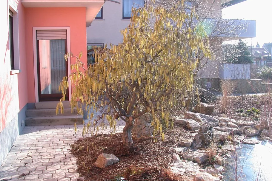 Corylus avellana 'Contorta' Topf 7,5 Liter 80-100 cm