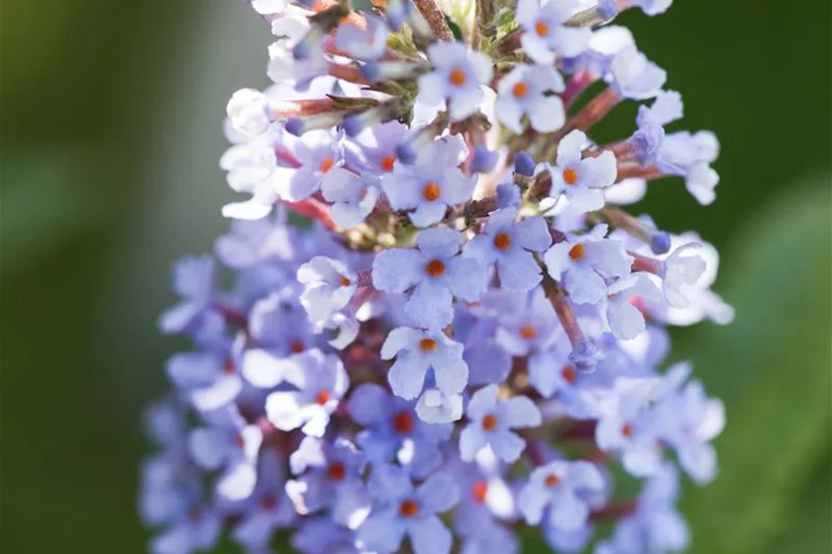 Sommerflieder 'Buzz Sky Blue'® Topf 7 Liter 