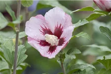 Garteneibisch 'Hamabo' Topf 7,5 Liter 70- 80