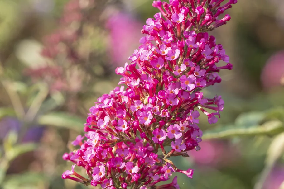 Sommerflieder Buzz-TRIO 7 Liter Topf, weiß, blauviolett, pink 