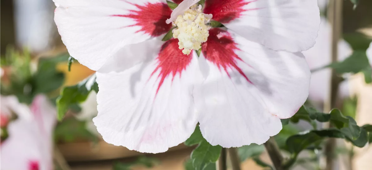 Garteneibisch 'Helene' Topf 7,5 Liter 70- 80