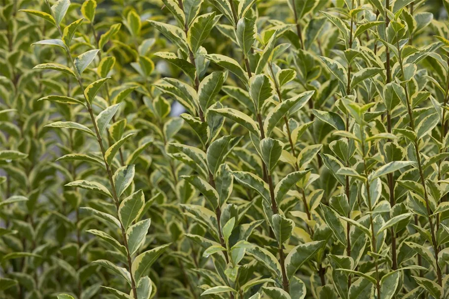 Goldliguster 'Aureum' Topf 4,6 Liter (15 Stück für 5m Hecke) 