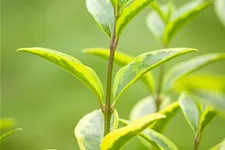 Goldliguster 'Aureum' Topf 4,6 Liter (15 Stück für 5m Hecke) 