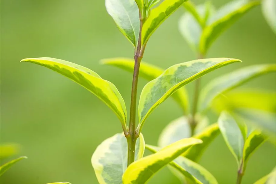 Goldliguster 'Aureum' Topf 4,6 Liter (15 Stück für 5m Hecke) 