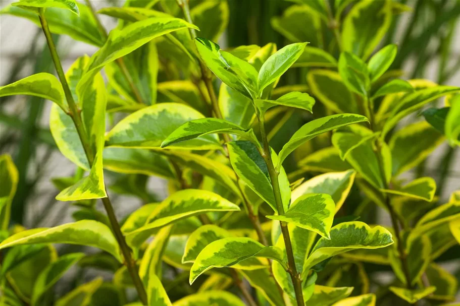 Goldliguster 'Aureum' Topf 4,6 Liter (15 Stück für 5m Hecke) 