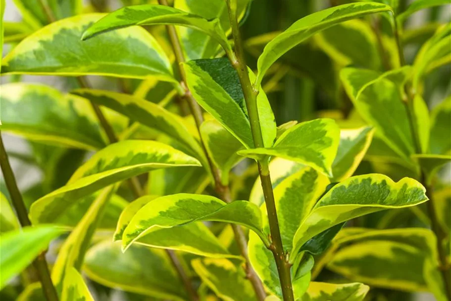 Goldliguster 'Aureum' Topf 4,6 Liter (15 Stück für 5m Hecke) 