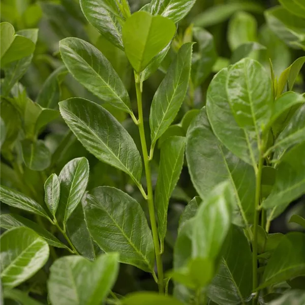 Lorbeerkirsche 'Rotundifolia'