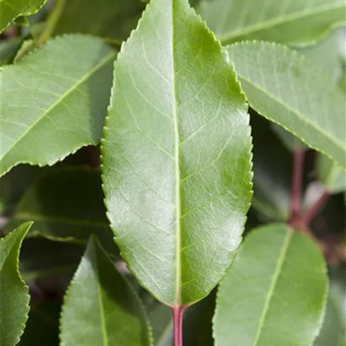 Portugiesische Lorbeerkirsche 'Angustifolia'