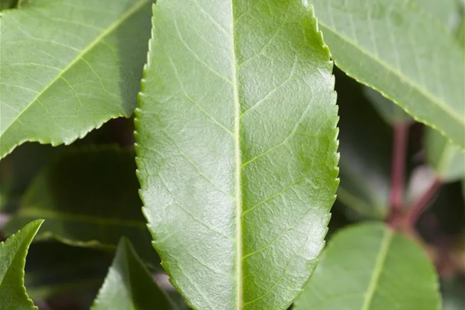 Portugiesische Lorbeerkirsche 'Angustifolia' Topf 4,6 Liter (15 Stück für 5m Hecke) 