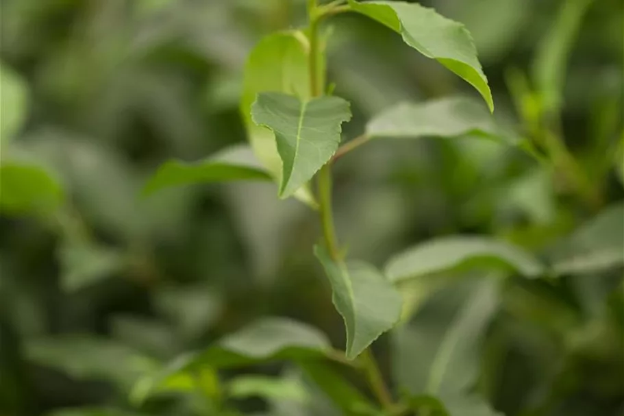 Portugiesische Lorbeerkirsche 'Angustifolia' Topf 4,6 Liter (15 Stück für 5m Hecke) 