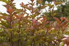 Fasanenspiere 'Lady in Red' -R- Topf 12 Liter 100- 125