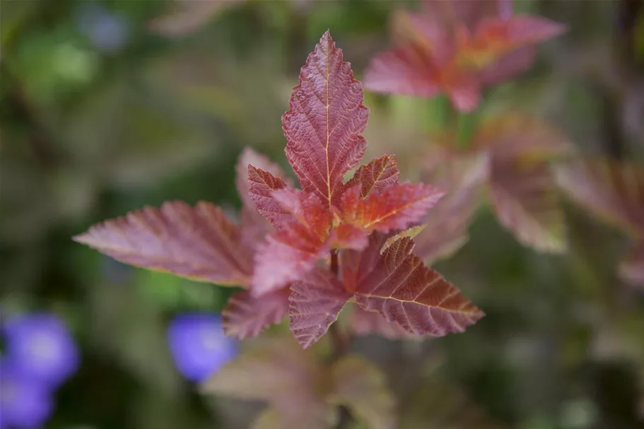 Fasanenspiere 'Lady in Red' -R- Topf 12 Liter 100- 125