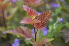 Fasanenspiere 'Lady in Red' -R- Topf 12 Liter 100- 125