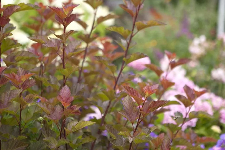 Fasanenspiere 'Lady in Red' -R- Topf 12 Liter 100- 125