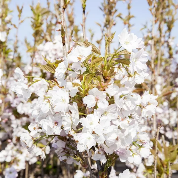 Japan.Säulenkirsche 'Amanogawa'