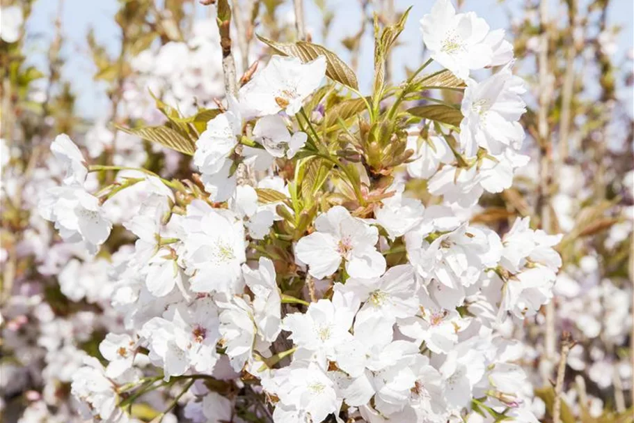 Japan.Säulenkirsche 'Amanogawa' Topf 7 Liter 80- 100