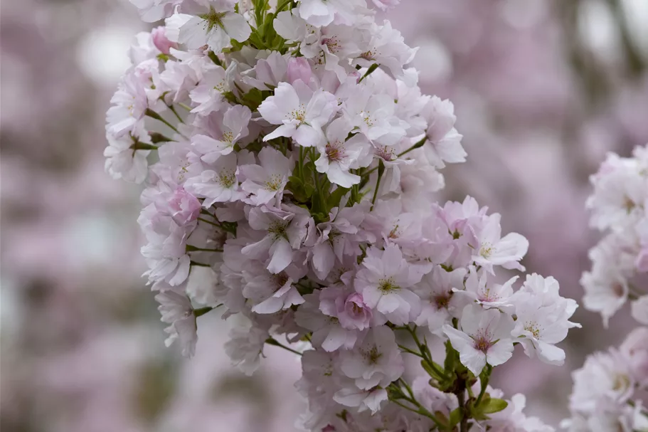 Japan.Säulenkirsche 'Amanogawa' Topf 7 Liter 80- 100