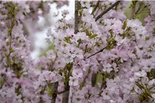 Japan.Säulenkirsche 'Amanogawa' Topf 7 Liter 80- 100