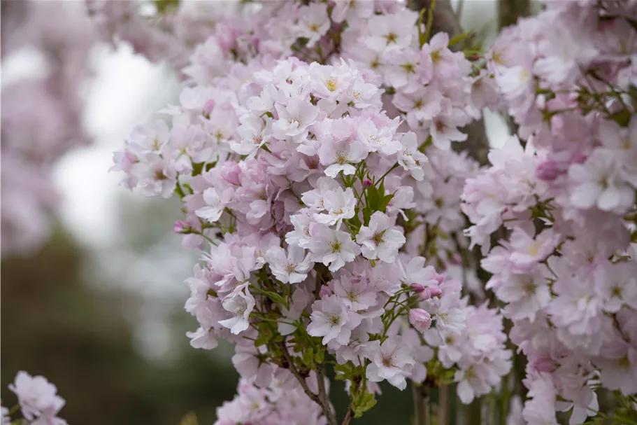 Japan.Säulenkirsche 'Amanogawa' Topf 7 Liter 80- 100