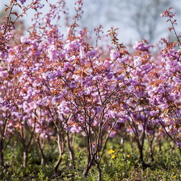 Japan.Nelkenkirsche 'Kanzan'