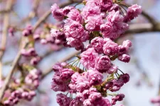 Häng.Nelkenkirsche 'Kiku-shidare-zakura' Stamm Topf 20 Liter Krone mehrj. Stammhöhe. 120-