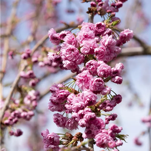 Häng.Nelkenkirsche 'Kiku-shidare-zakura'