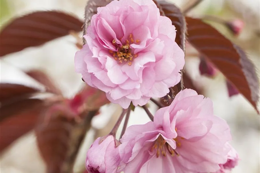 Japan.Nelkenkirsche 'Royal Burgundy' Topf 7 Liter 60- 80