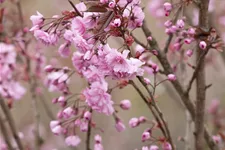 Japan.Nelkenkirsche 'Royal Burgundy' Topf 7 Liter 60- 80