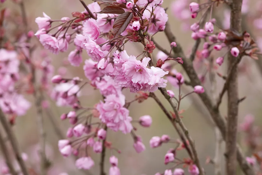 Japan.Nelkenkirsche 'Royal Burgundy' Topf 7 Liter 60- 80