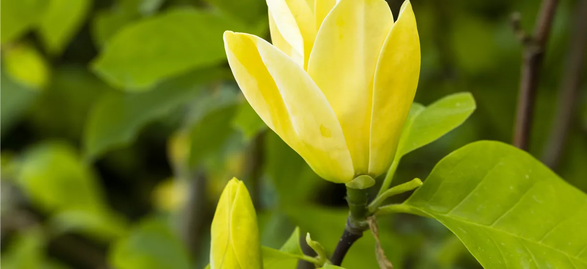 Magnolie 'Daphne' Solitärpflanze 3x verpflanzt mit Draht-Ballen 150- 175