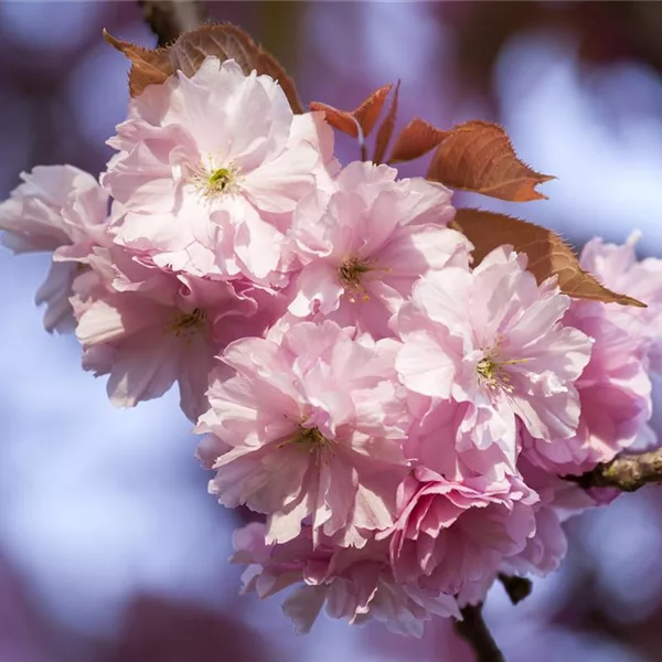 Frühe Zierkirsche 'Accolade'