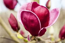 Magnolie 'Genie'® Solitärpflanze 3x verpflanzt mit Draht-Ballen 150- 175