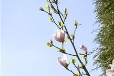 Magnolie 'Genie'® Solitärpflanze 3x verpflanzt mit Draht-Ballen 150- 175