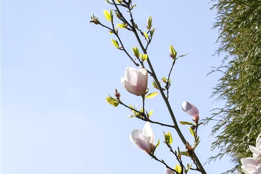 Magnolie 'Genie'® Solitärpflanze 3x verpflanzt mit Draht-Ballen 150- 175