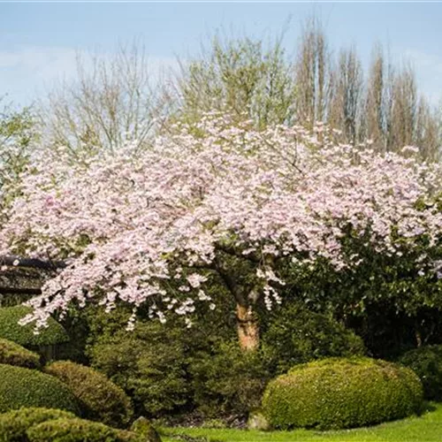 Hängende Winterkirsche 'Pendula Rubra'