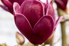 Magnolie 'Genie'® Solitärpflanze 3x verpflanzt mit Draht-Ballen 150- 175