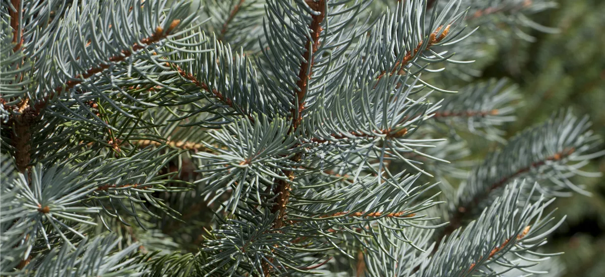 Edith's Blaufichte Solitärpflanze 4x verpflanzt mit Draht-Ballen 100- 125