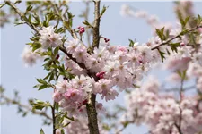 Rosa Winterkirsche 'Autumnalis Rosea' Topf 7,5 Liter 80- 100