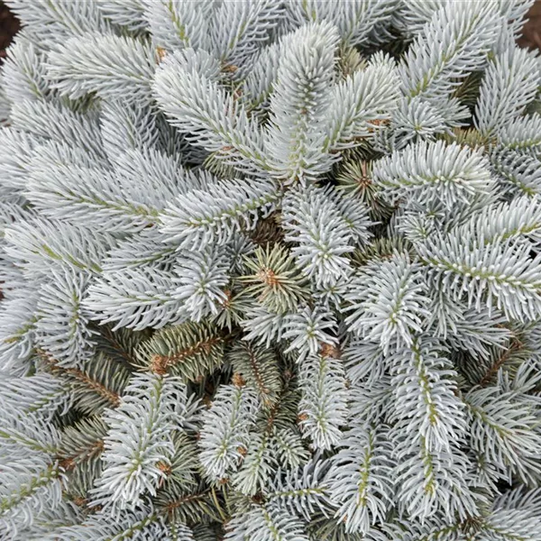 Kleine Blaufichte 'Glauca Globosa'