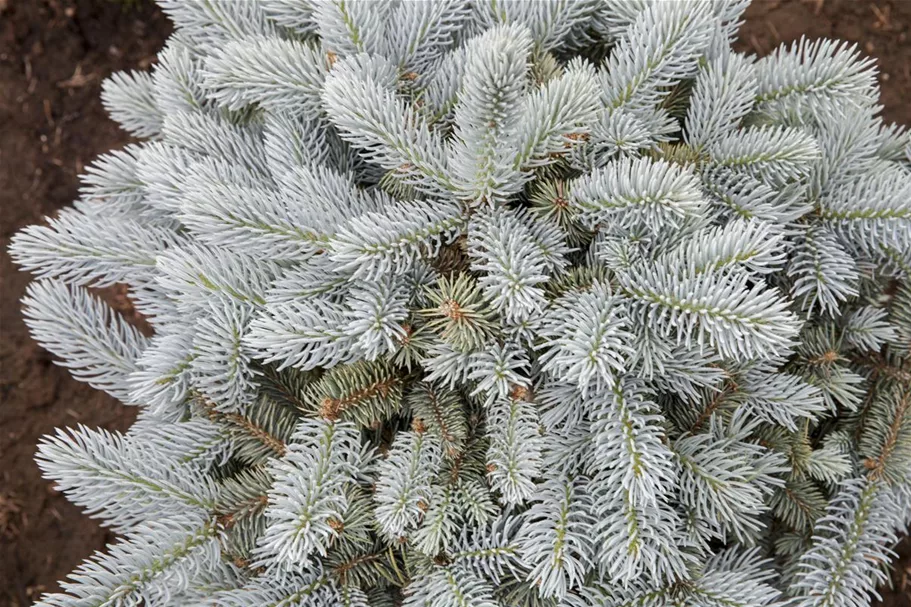 Kleine Blaufichte 'Glauca Globosa' Solitärpflanze 5x verpflanzt mit Draht-Ballen 60- 70