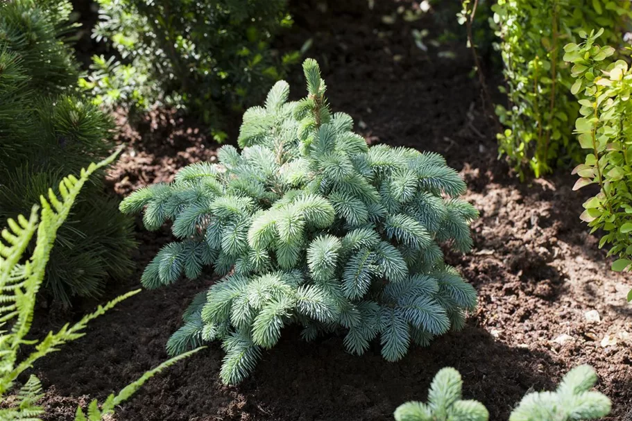 Kleine Blaufichte 'Glauca Globosa' Solitärpflanze 5x verpflanzt mit Draht-Ballen 60- 70