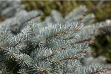 Kleine Blaufichte 'Glauca Globosa' Solitärpflanze 5x verpflanzt mit Draht-Ballen 60- 70