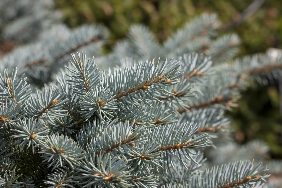 Kleine Blaufichte 'Glauca Globosa' Solitärpflanze 5x verpflanzt mit Draht-Ballen 60- 70