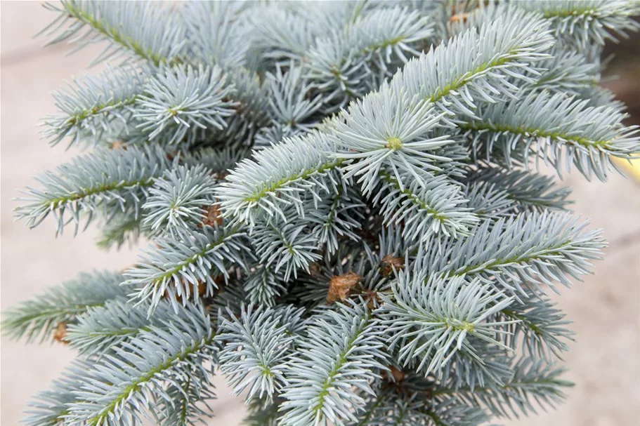 Kleine Blaufichte 'Glauca Globosa' Solitärpflanze 5x verpflanzt mit Draht-Ballen 60- 70