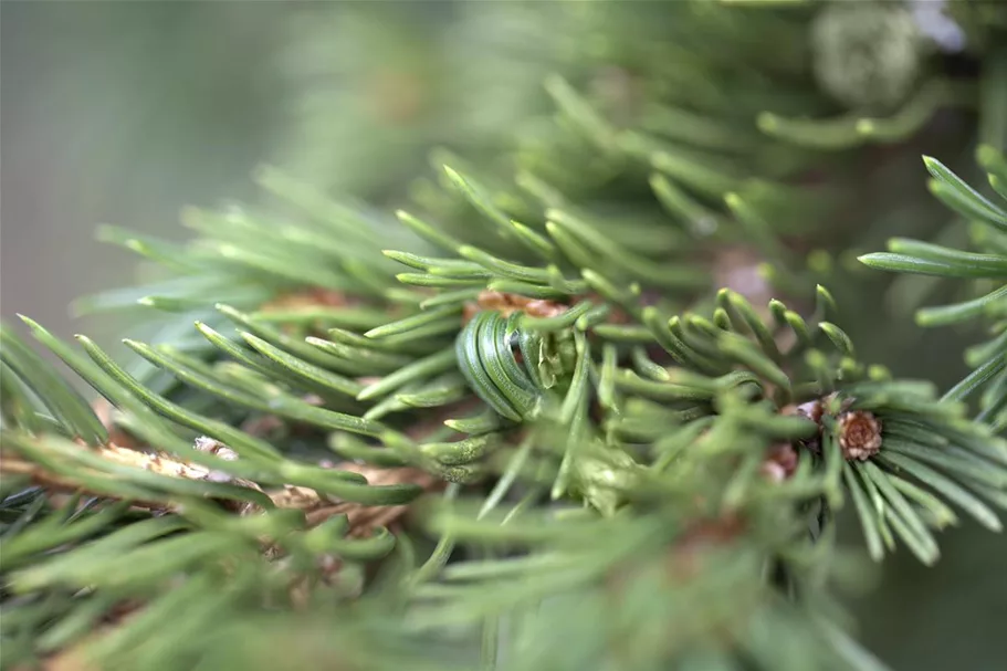 Picea pungens 'Lucky Strike' 3x verpflanzt mit Ballen 70- 80