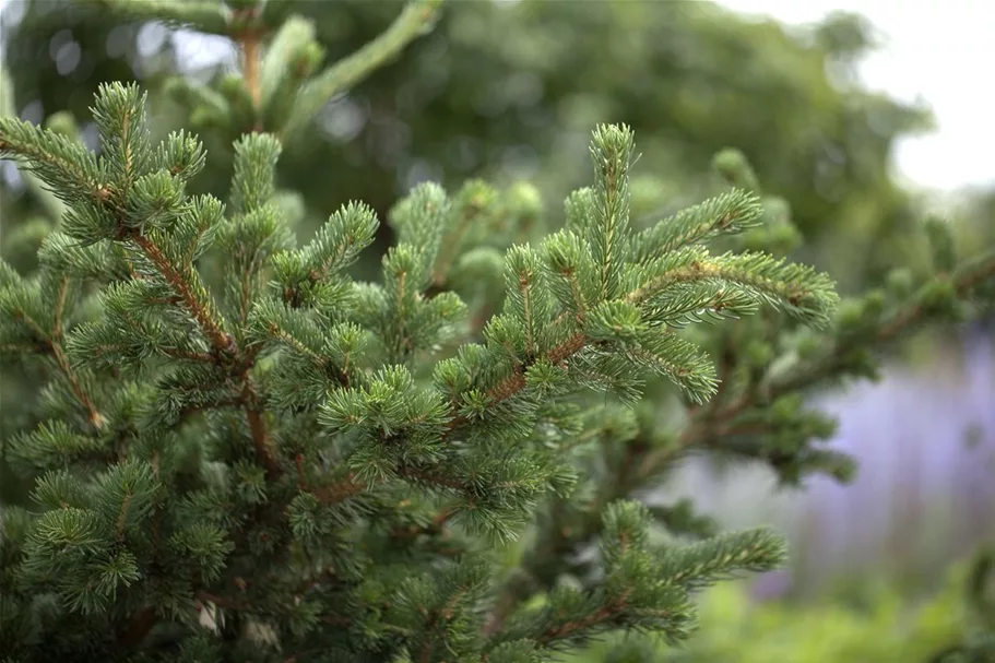 Picea pungens 'Lucky Strike' 3x verpflanzt mit Ballen 70- 80