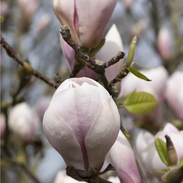 Tulpenmagnolie